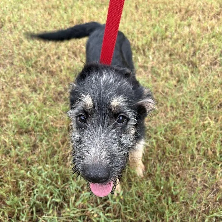 A baby medium-sized male Black Shepherd dog named Buzz for adoption in North Charleston, SC