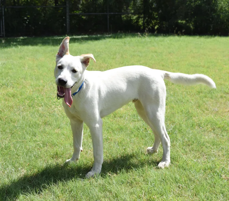 A young medium-sized male White / Cream Retriever dog named Bingo for adoption in Bulverde, TX