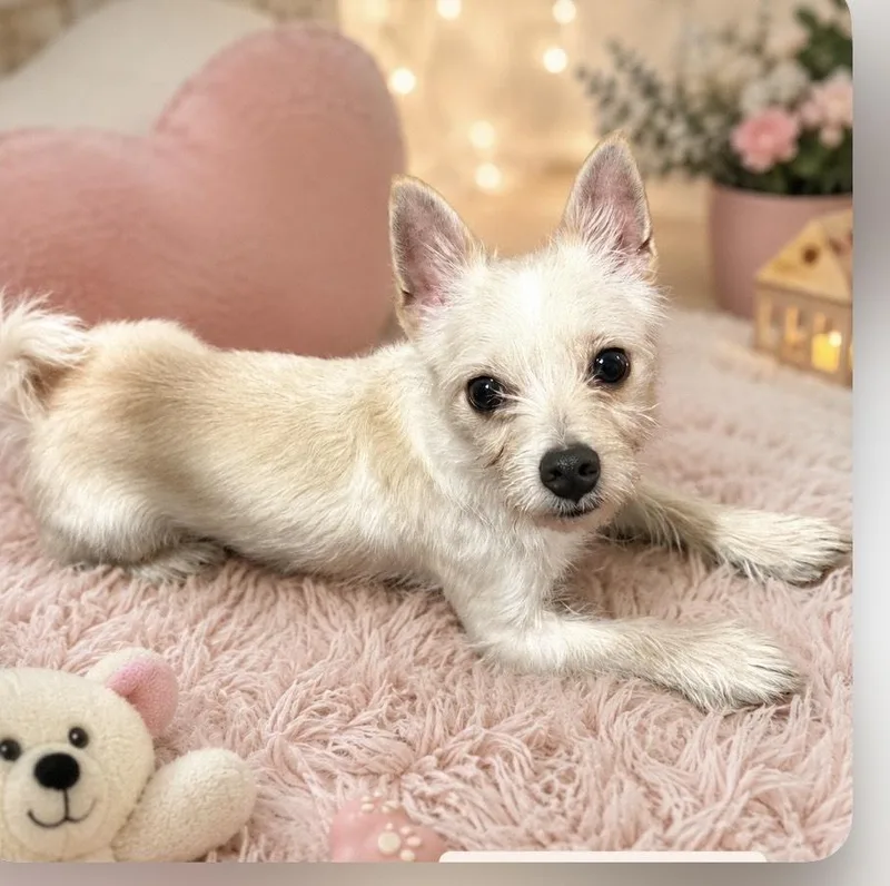 A young small-sized male White / Cream West Highland White Terrier / Westie dog named Theo for adoption in Cedartown, GA
