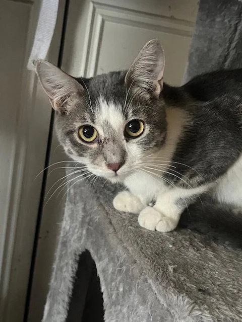 A baby medium-sized male Domestic Short Hair cat named Luke Skywalker for adoption in Glendale, AZ