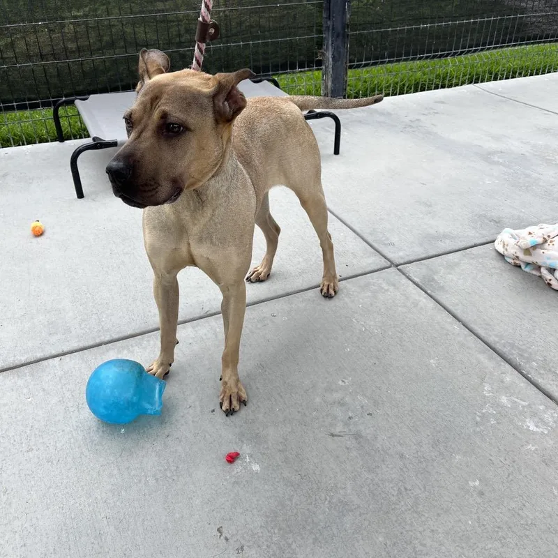 An adult medium-sized female Yellow / Tan / Blond / Fawn Shepherd dog named Daisy for adoption in Long Beach, CA