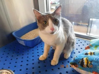 An adult small-sized male Domestic Short Hair cat named Beesa for adoption in North Richland Hills, TX