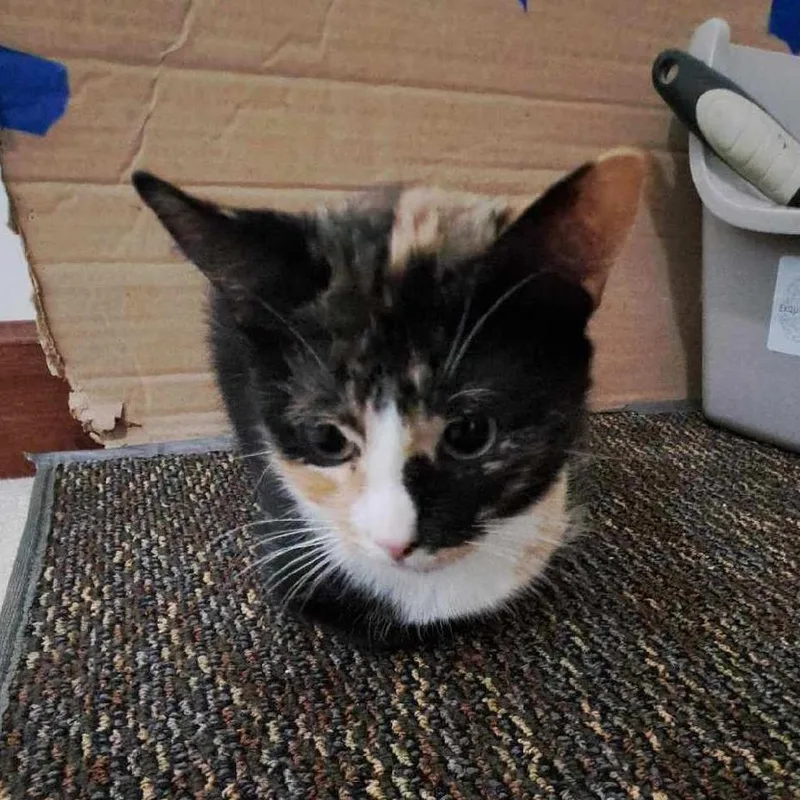 A young medium-sized female Calico Domestic Short Hair cat named Aubrey for adoption in Medina, OH