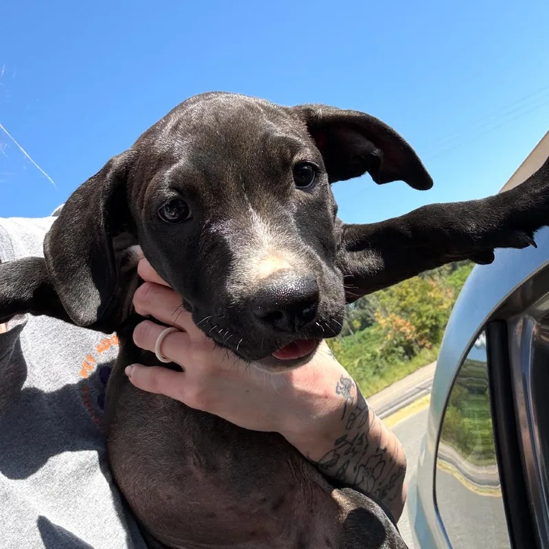 A baby small-sized female Terrier dog named Fifi for adoption in Marshall, TX