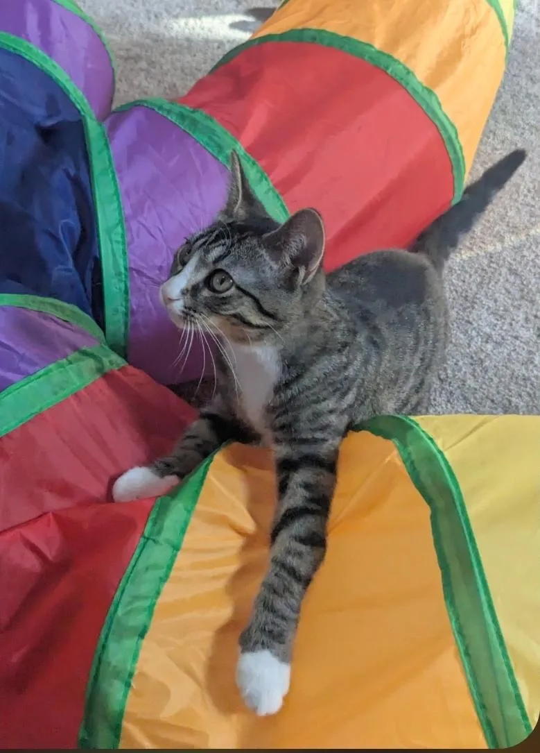 A baby medium-sized male Tabby (Brown / Chocolate) Domestic Short Hair cat named Sneakers for adoption in Reeseville, WI