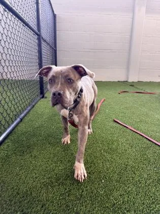 An adult medium-sized female Mixed Breed dog named Forlyn for adoption in West Chester, PA