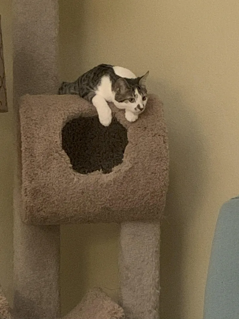 Missy  “an Extra thumbnail 2