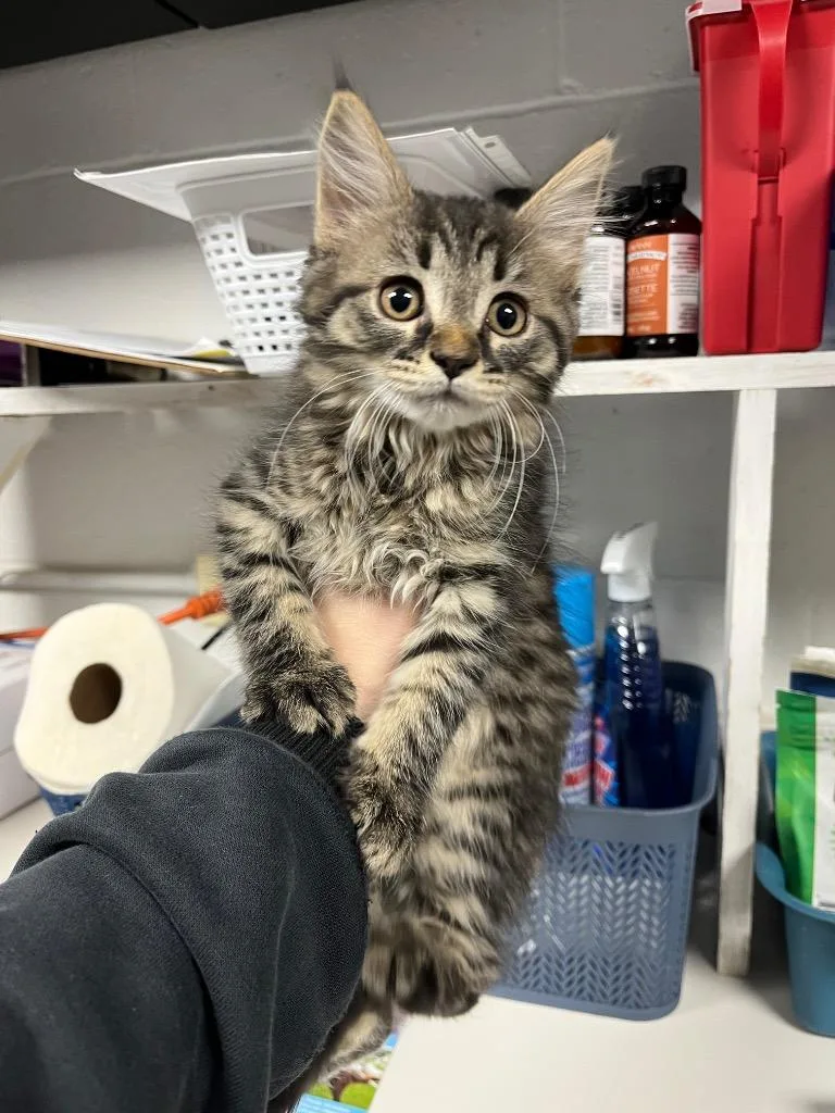 A baby medium-sized female Domestic Medium Hair cat named Cleo for adoption in Troy, OH