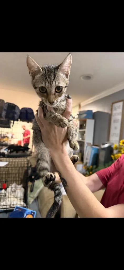 A baby large-sized male Domestic Short Hair cat named Turbo Charged for adoption in warrenville, SC