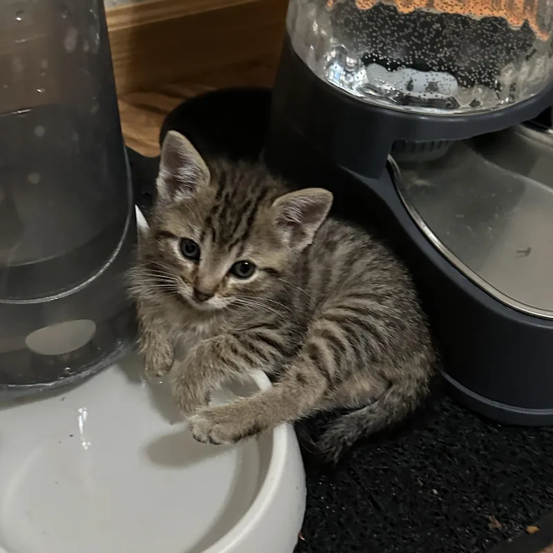 A baby medium-sized male Tabby (Gray / Blue / Silver) Domestic Short Hair cat named Bronx for adoption in Minneapolis, MN
