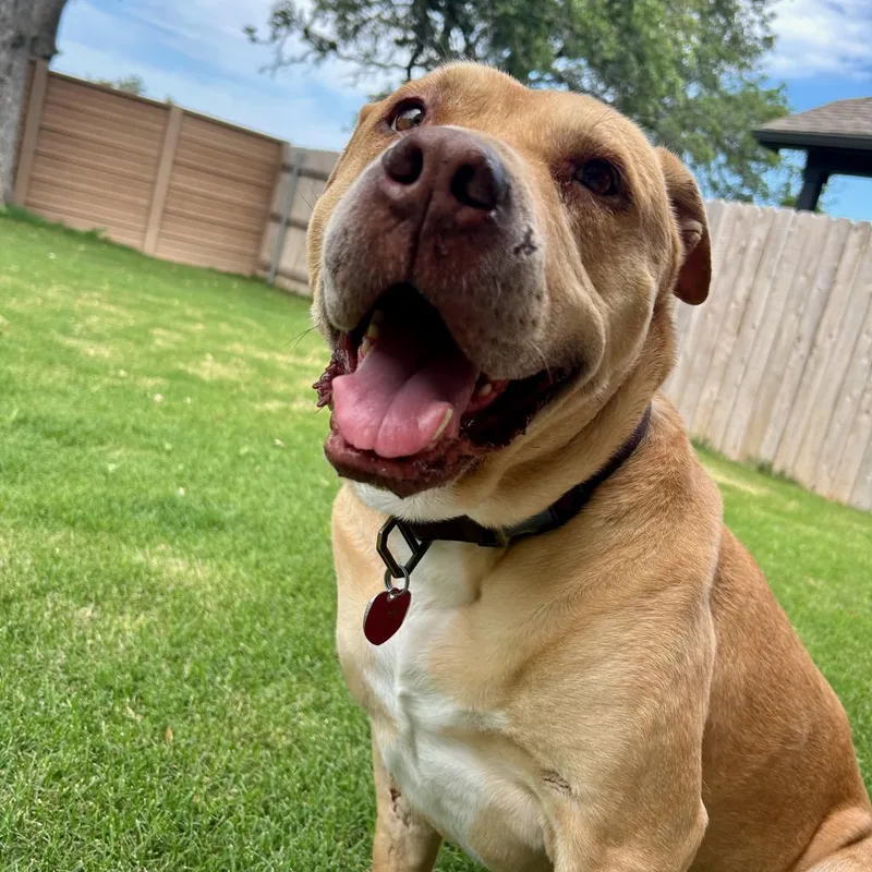 A senior large-sized male Mastiff dog named Bubba Gump for adoption in Austin, TX