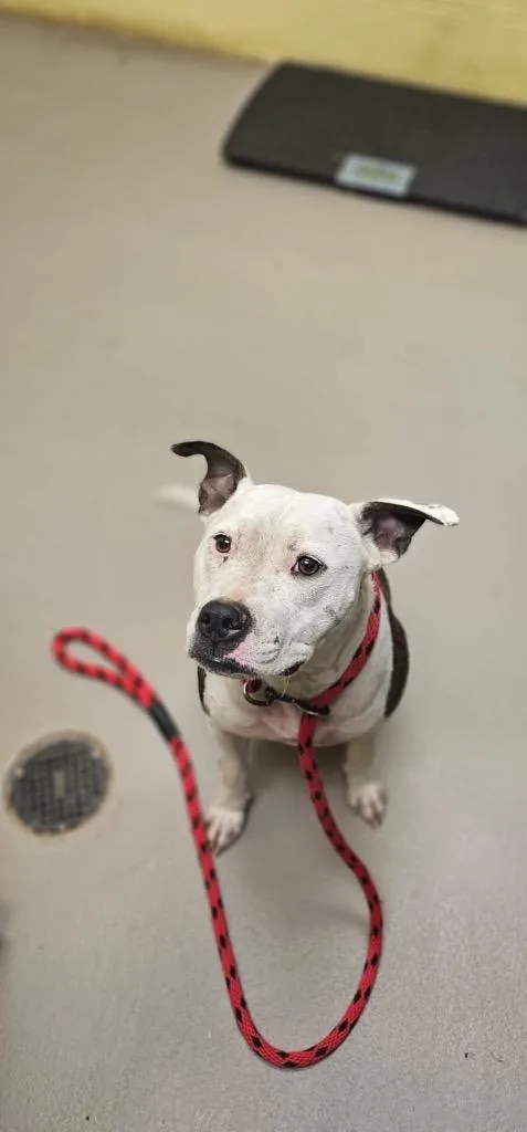 A young small-sized female American Bulldog dog named CaramelSauce for adoption in Crossville, TN