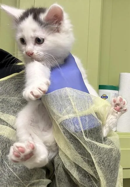 A baby small-sized male Domestic Short Hair cat named Milo for adoption in Pueblo, CO