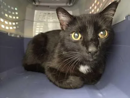 An adult medium-sized male Black Domestic Short Hair cat named Paul for adoption in Kansas City, MO