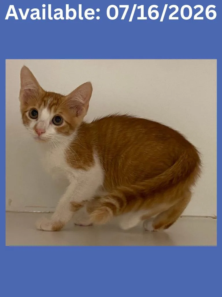 A baby medium-sized male Domestic Short Hair cat named Cat Condo  Guy for adoption in Greenville, TX
