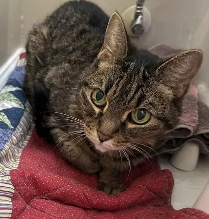 A young medium-sized female Domestic Short Hair cat named Lucy for adoption in River Ridge, LA