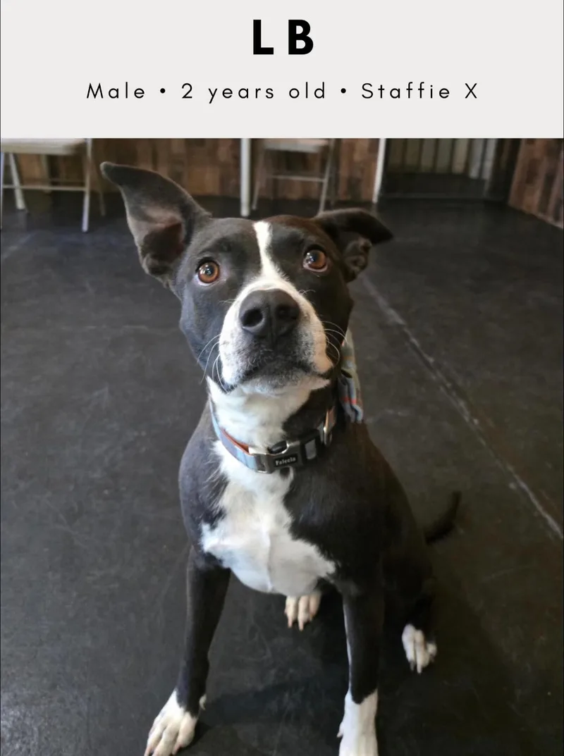 An adult medium-sized male Black Border Collie dog named Lb Aka Mr. Bud for adoption in Tucson, AZ