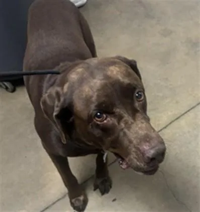 An adult large-sized male Labrador Retriever dog named Gonzalo for adoption in Van Nuys, CA