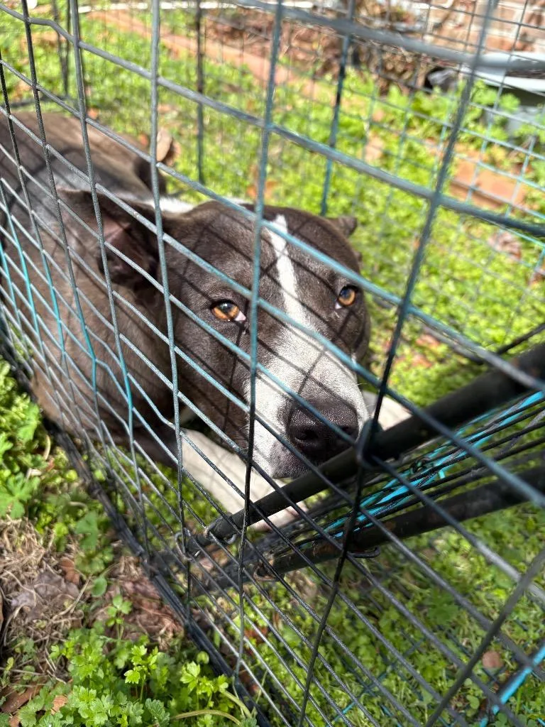 A young medium-sized female Mixed Breed dog named Boling for adoption in Effingham, SC