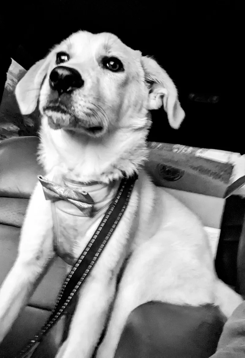 A young medium-sized female White / Cream Labrador Retriever dog named Dory for adoption in Chattanooga, TN