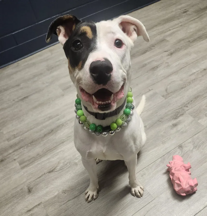 A young large-sized female White / Cream Pit Bull Terrier dog named Bambalina for adoption in Mansfield, OH