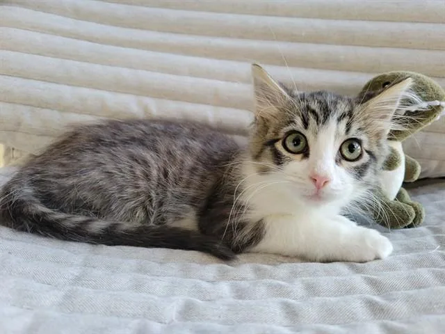 A baby small-sized male Domestic Short Hair cat named Gepetto for adoption in Santa Clara, CA