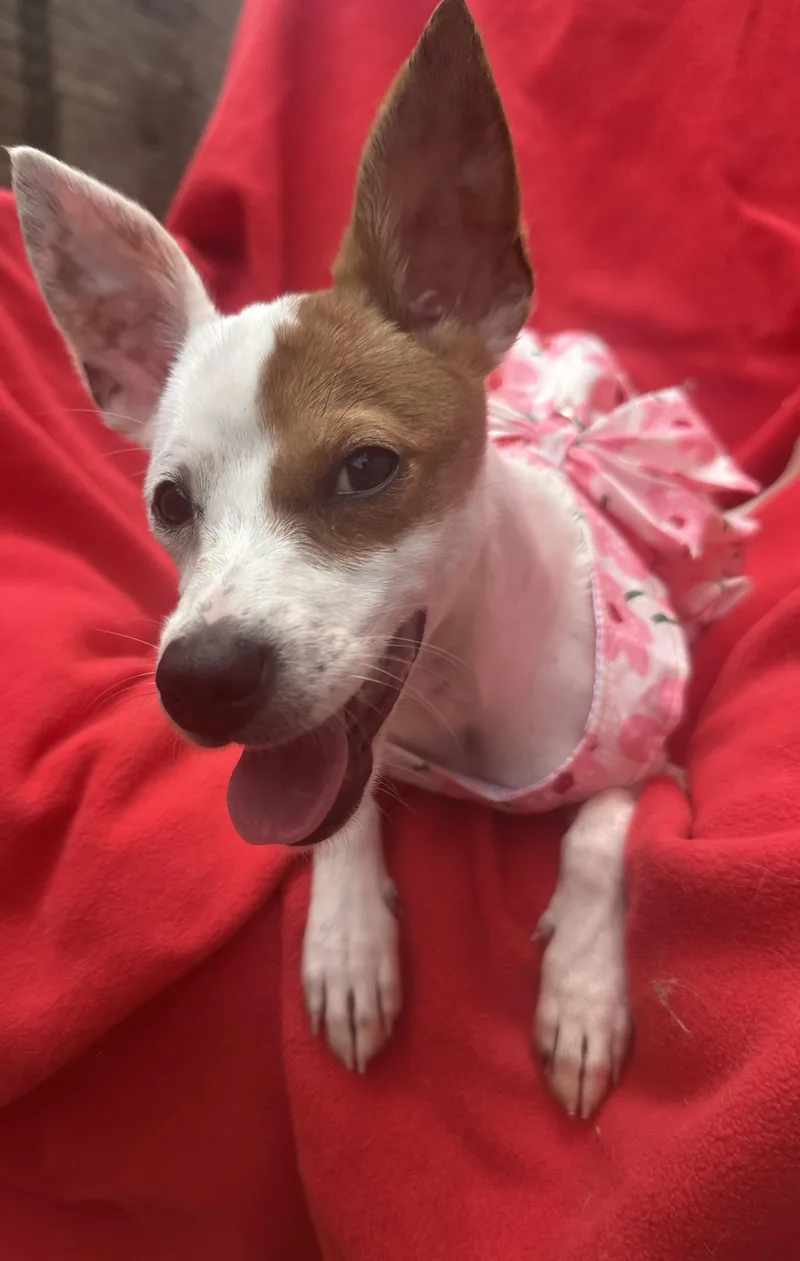 A baby small-sized female White / Cream Fox Terrier dog named Elle for adoption in Liverpool, TX