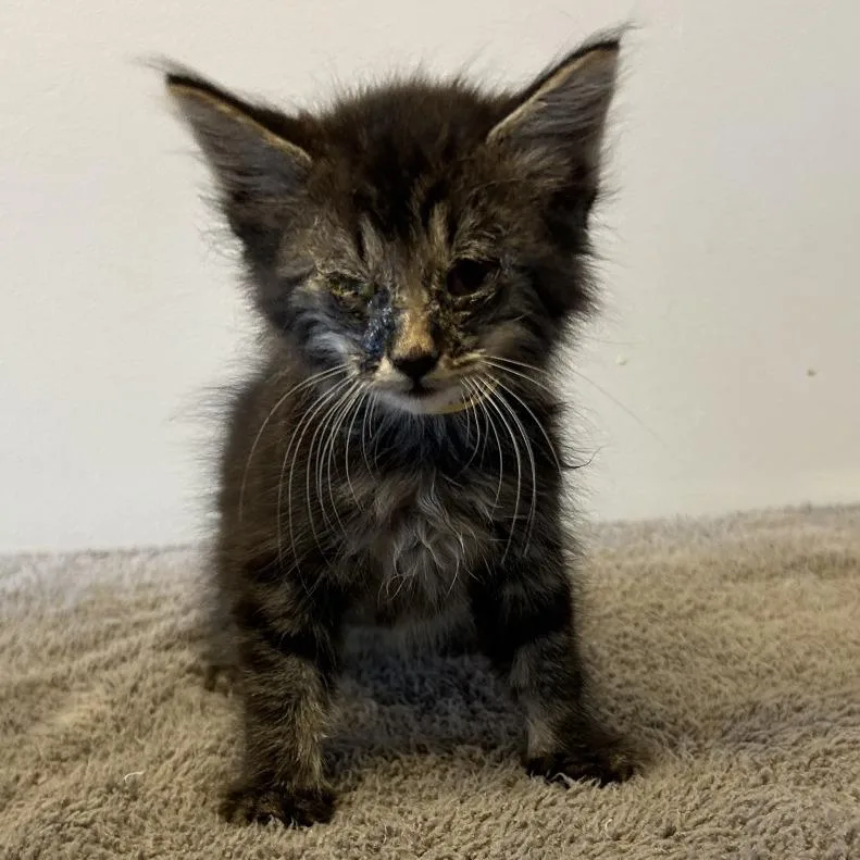IVHSStray
