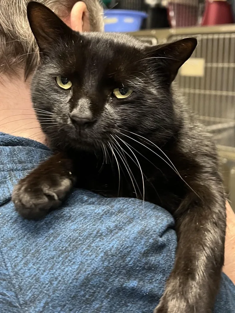 An adult large-sized male Domestic Short Hair cat named Rico for adoption in Johnston, RI