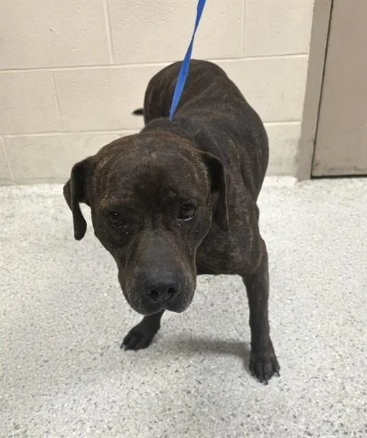 A young medium-sized male Pit Bull Terrier dog named Brynley for adoption in Conroe, TX