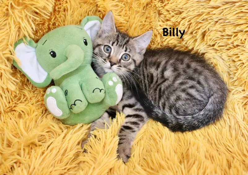 A baby medium-sized male Tabby (Buff / Tan / Fawn) Tabby cat named Billy for adoption in Saint Augustine, FL