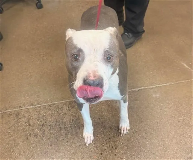An adult large-sized female Pit Bull Terrier dog named Kiwi for adoption in Mesa, AZ