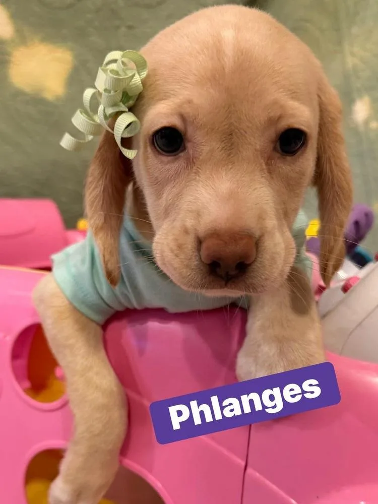 Phalanges