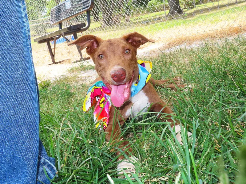 A baby medium-sized male Vizsla dog named Rusty C for adoption in Rogers, AR