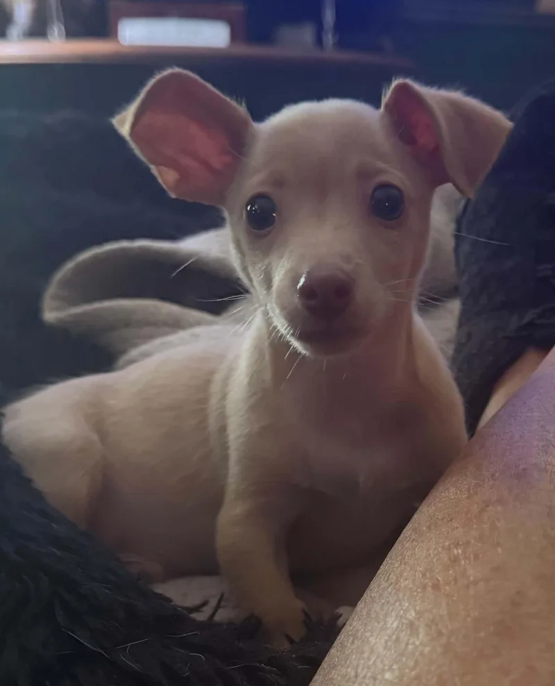 A baby small-sized male Apricot / Beige Chiweenie dog named Fendly for adoption in Smyrna, GA