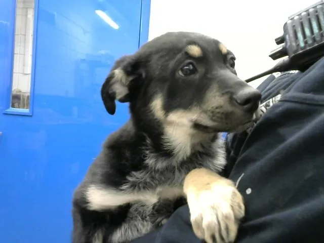A young medium-sized female German Shepherd Dog dog named Raven for adoption in Albuquerque, NM