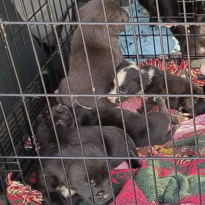 A baby medium-sized female Pit Bull Terrier dog named Greta for adoption in Lima, OH