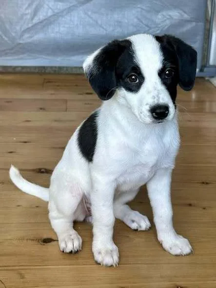 A baby small-sized female Tricolor (Brown, Black, & White) Mixed Breed dog named Phoenix for adoption in Milton, DE