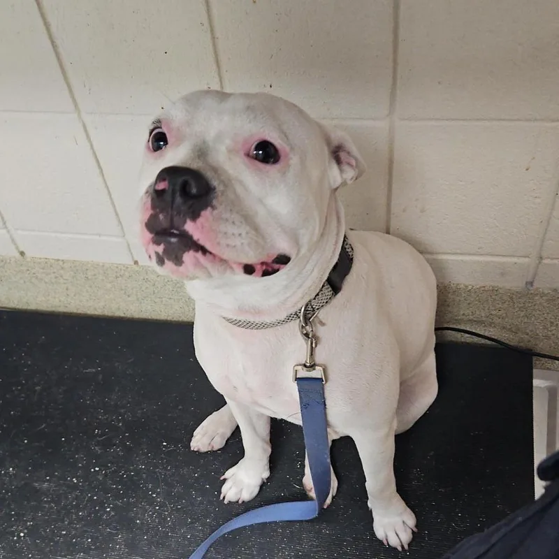 An adult medium-sized female White / Cream Pit Bull Terrier dog named Zoey for adoption in Windsor, VA