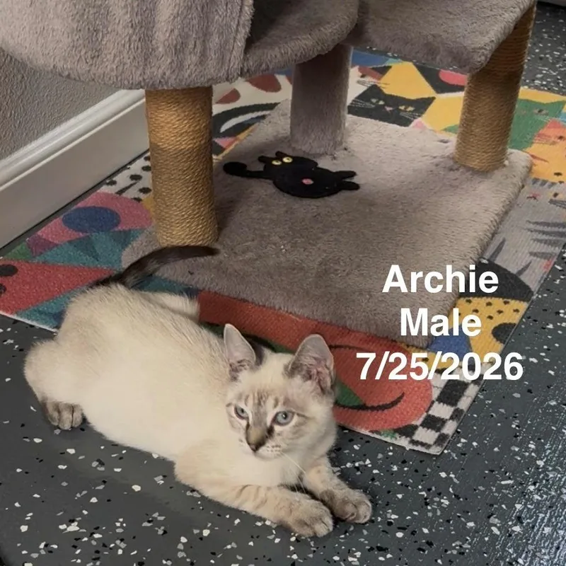 A baby small-sized male Siamese cat named Archie for adoption in League City, TX