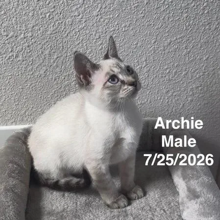 Archie thumbnail 3