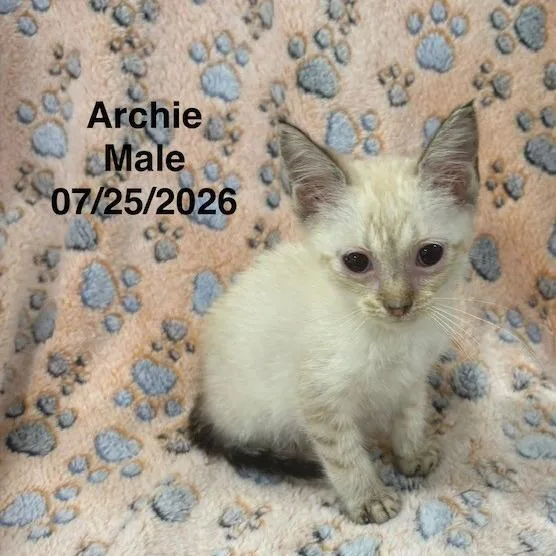 Archie thumbnail 4