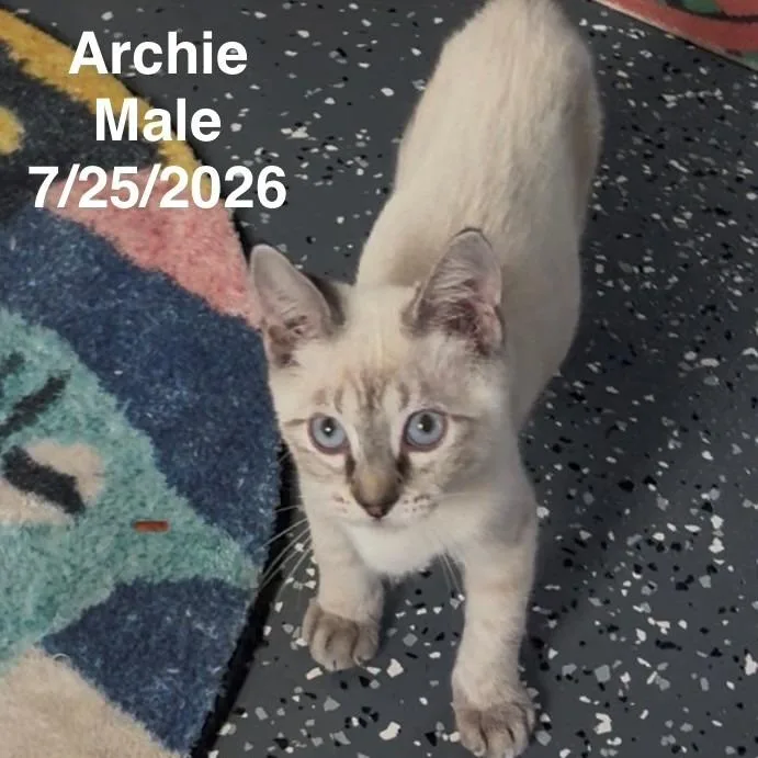 Archie thumbnail 5