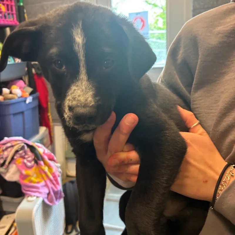 A baby small-sized male Black Australian Cattle Dog / Blue Heeler dog named Cedar for adoption in Newark, DE