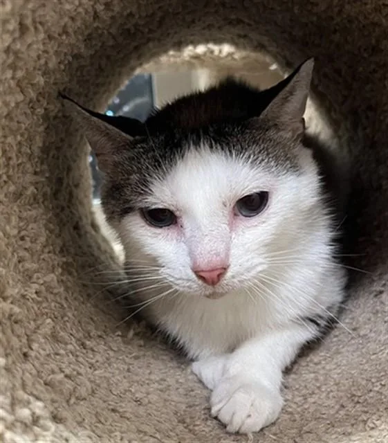 An adult small-sized male Domestic Short Hair cat named Flex for adoption in Louisville, KY