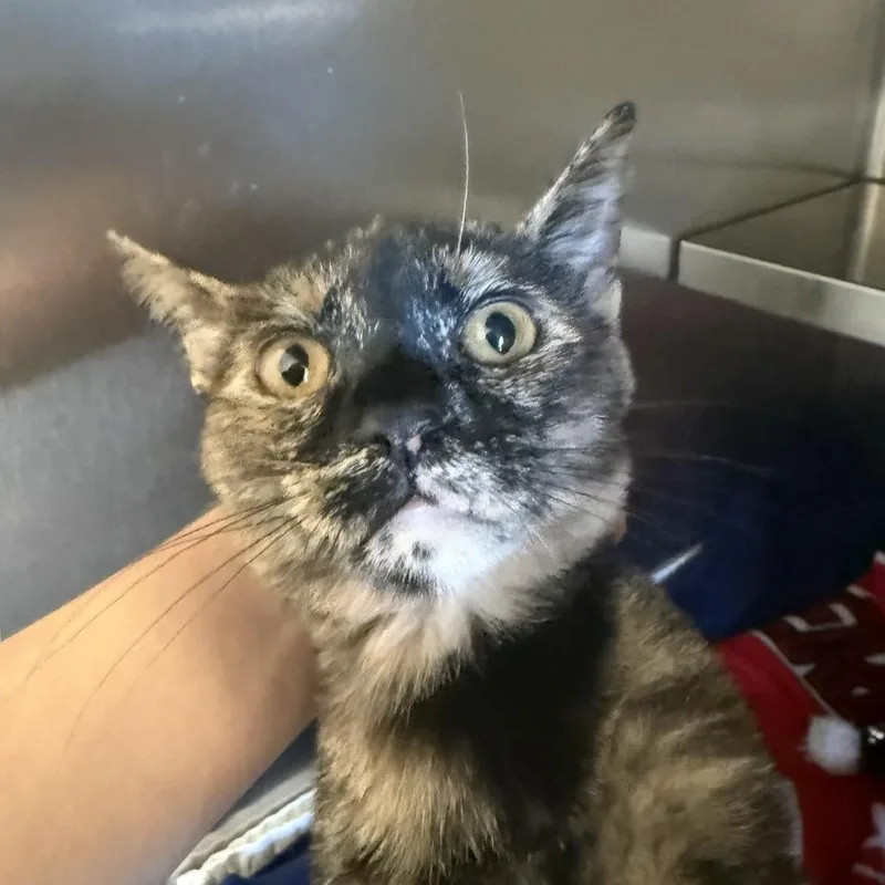 A baby medium-sized female Domestic Short Hair cat named Lovie for adoption in Fort Bragg, CA
