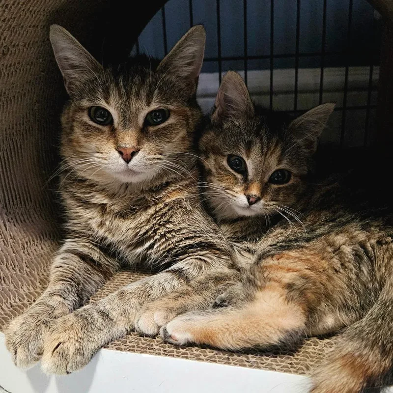 Prudence thumbnail 2