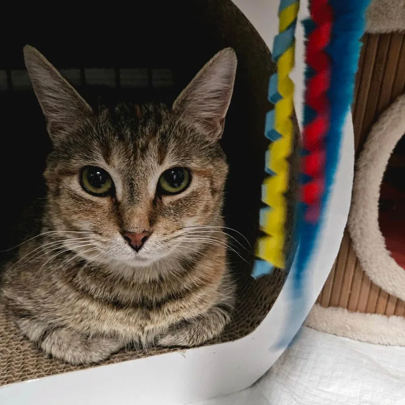 Prudence thumbnail 3