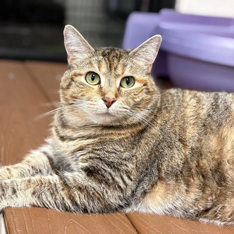 Prudence thumbnail 4