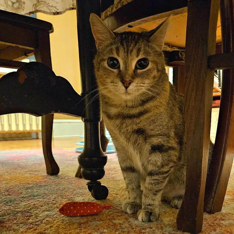 Prudence thumbnail 5